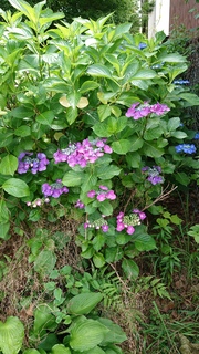 DSC_1206.JPG