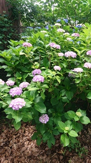 DSC_1207.JPG