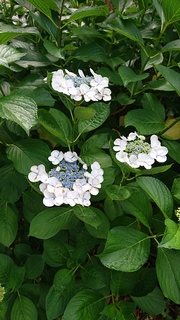 DSC_1208.JPG