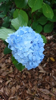 DSC_1210.JPG