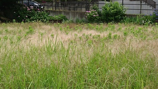DSC_1212.JPG