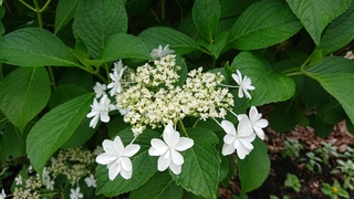 DSC_1216.JPG