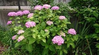 DSC_1220.JPG
